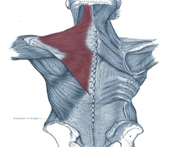trapezius.jpg